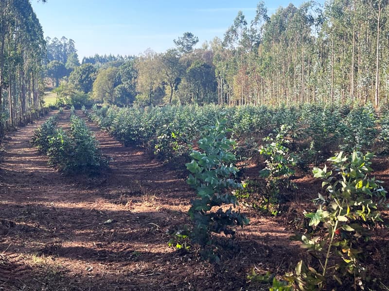  Plantación integral de eucaliptos con preparación de terreno